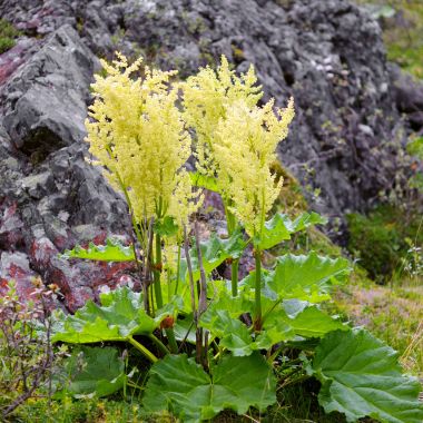 green plants with tall yellow flowers in front of a large rock