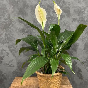 large peace lily plant in a wicker basket