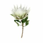 illustration of a white blushing bride protea flower