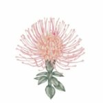 illustration of a pink pin cushion protea flower