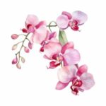 illustration of a string of pink orchids
