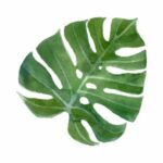 illustration of a monstera leaf