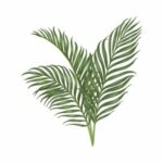 illustration of three palm leaves
