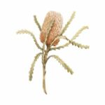 illustration of an orange banksia protea flower