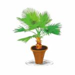 illustration of a potted Mediterranean fan palms
