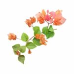 illustration of an Bougainvillea bush with orange flowers