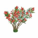illustration of an oleander bush