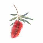 illustration of a red bottlebrush plant flower