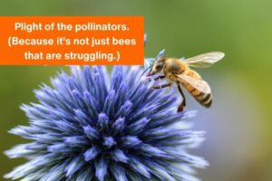 image of a bee on top of a purple flower with the text 'plight of the pollinators.(because it's not just bees that are struggling)'