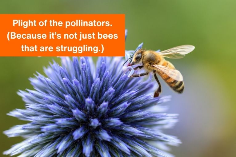 Plight of the pollinators. (Because it’s not just bees that are struggling.)