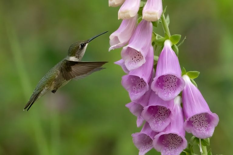 a hummingbird taking nectar from a purple foxglove flower