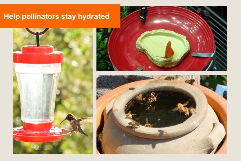 group of three images; a hummingbird feeder, a butterfly in a water dish, and bees surrounding the lip of a pot filled with water with the text 'help pollinators stay hydrated' at the top 