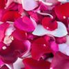 pink and red rose petals