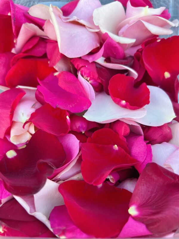 pink and red rose petals