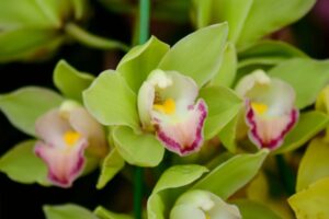 green Shenzhen Nongke Orchids
