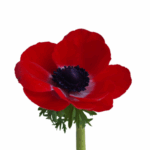 red anenome flower