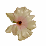 white butterfly Ranunculus flower
