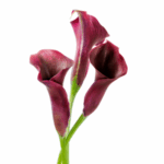 3 burgundy calla lilies