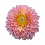 single pink dahlia flower