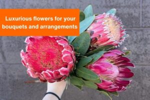 photo of pink protea flowers with the text "luxurious flowers for your bouquets and arrangements" in the foreground