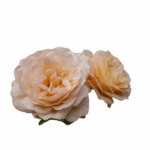 light pink garden roses