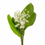 bunch of lily of the valley flowers and leaves