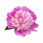 bright pink peony flower