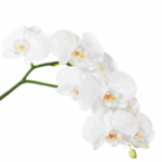 stem of white orchid flowers