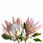 white and pink king protea flowers