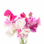 variety colored bunch of sweet pea flowers